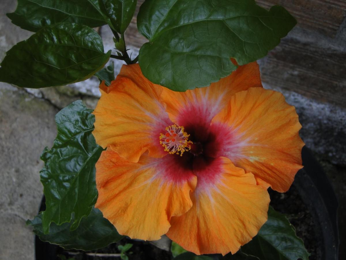 Pousada Do Oasis موريتيس المظهر الخارجي الصورة